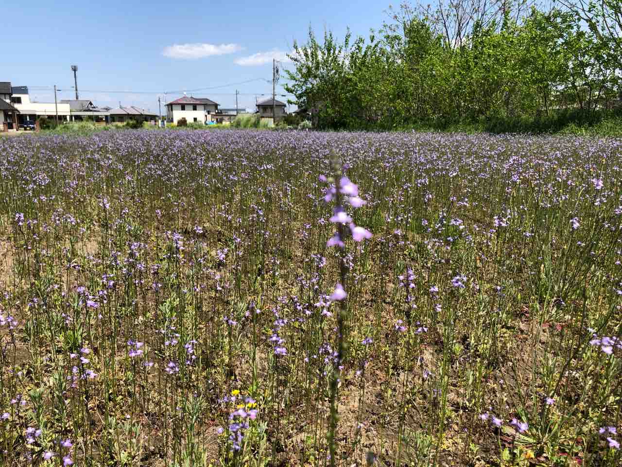 謎の紫の雑草