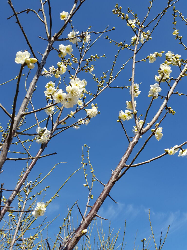 （尾張の地にも梅の花が咲き始めた＝江南市内で　撮影・たかのぶ）