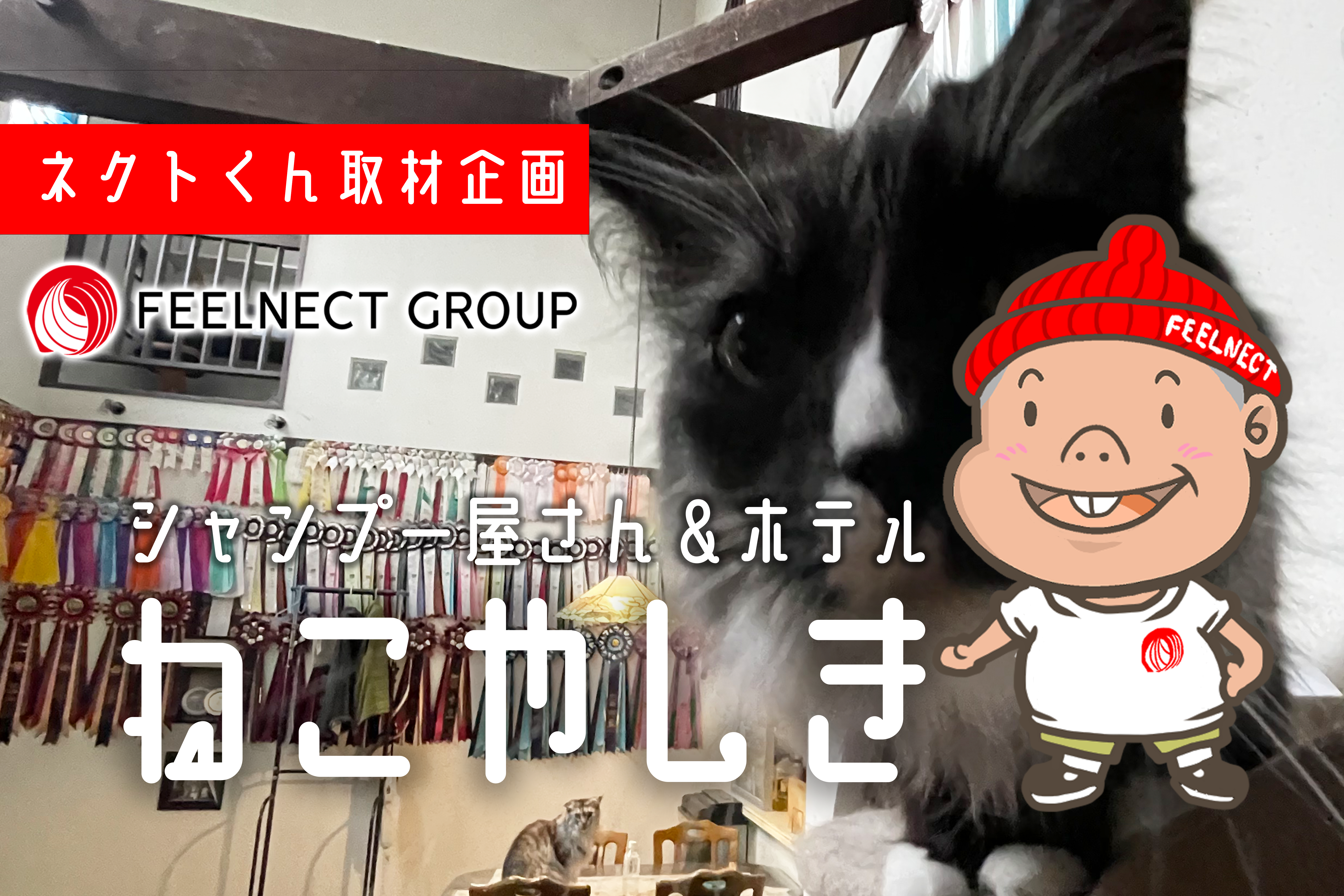 どんな猫ちゃんもシンデレラになれる！「ねこのシャンプー屋さん